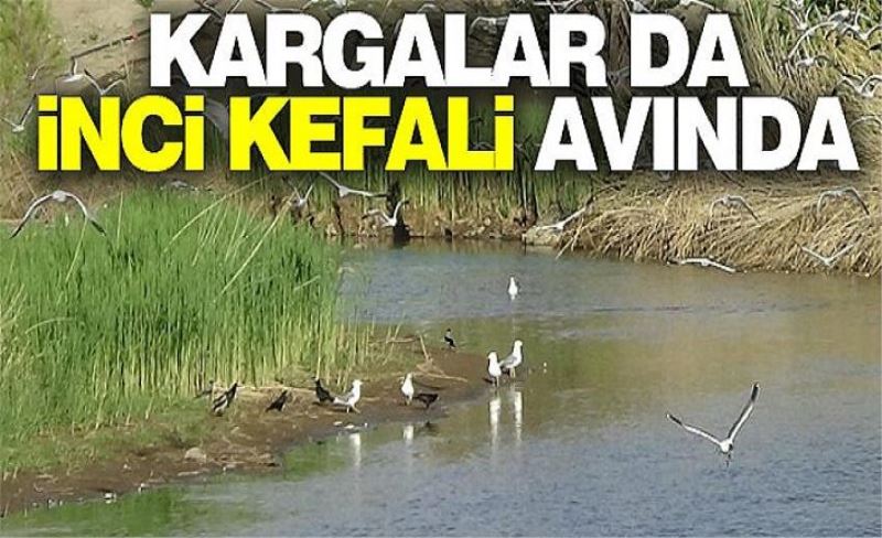 Martılardan sonra Kargalar da inci kefali avında