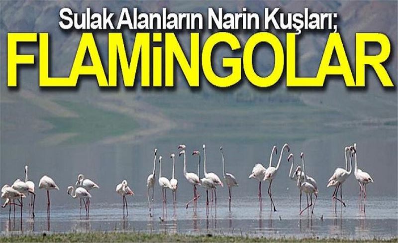 Sulak Alanların Narin Kuşları; FLAMİNGOLAR