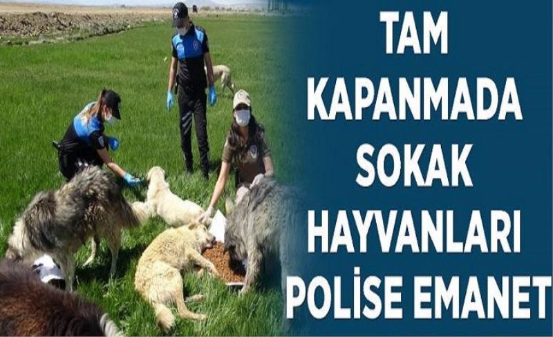 Tam kapanmada sokak hayvanları polise emanet