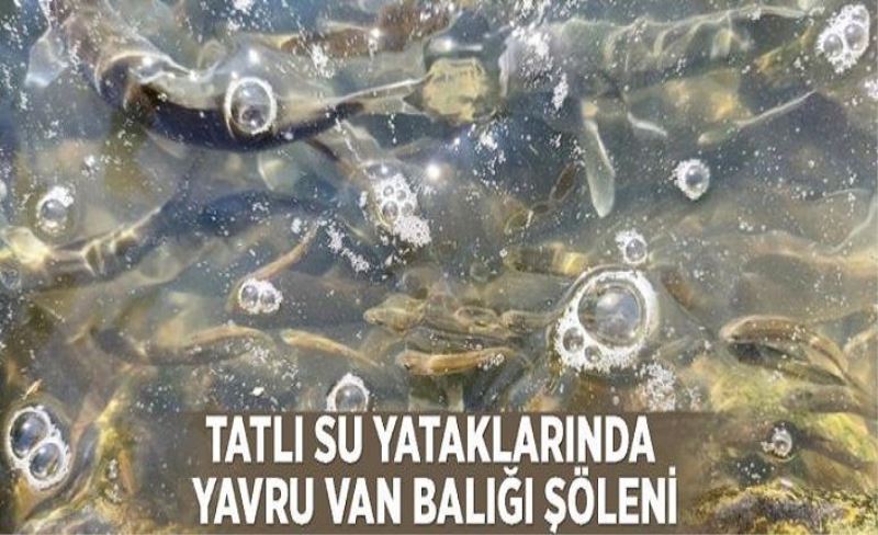 Tatlı su yataklarında yavru Van Balığı şöleni