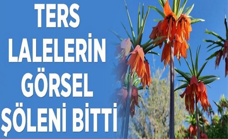 Ters lalelerin görsel şöleni bitti