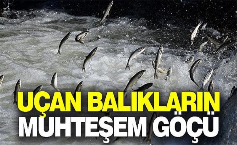 Uçan balıkların muhteşem göçü