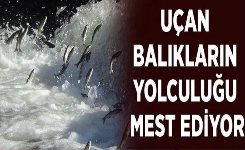 Uçan balıkların yolculuğu mest ediyor