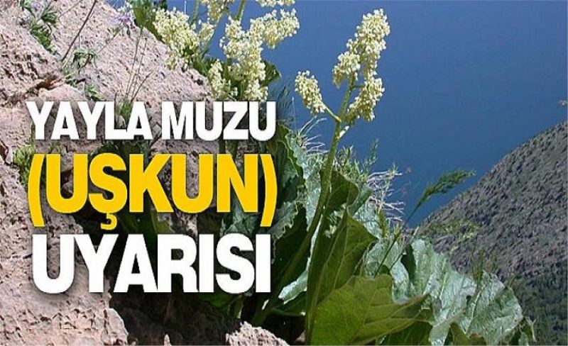 Uzmanlardan yayla muzu (uşkun) uyarısı