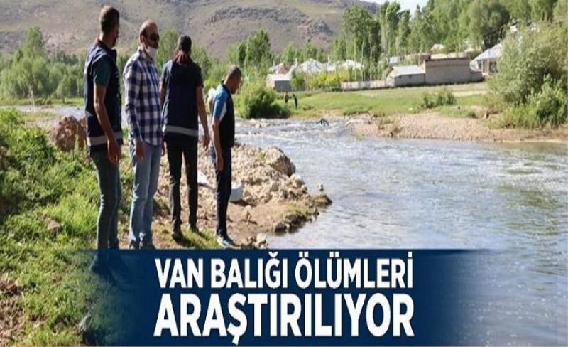 Van Balığı ölümleri araştırılıyor