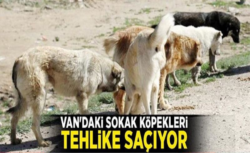 Van'daki sokak köpekleri tehlike saçıyor