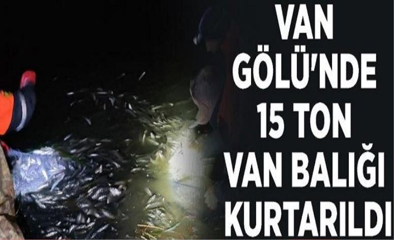 Van Gölü'nde 15 ton Van Balığı kurtarıldı