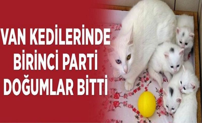 Van kedilerinde birinci parti doğumlar bitti