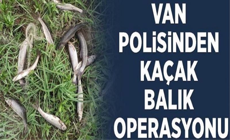 Van polisinden kaçak balık operasyonu