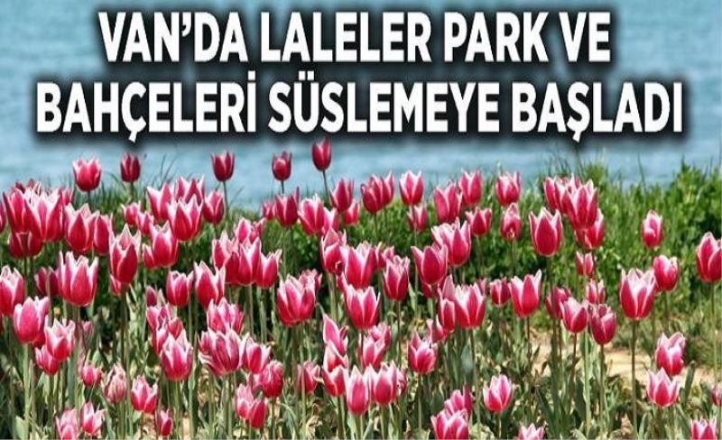 Van’da laleler park ve bahçeleri süslemeye başladı