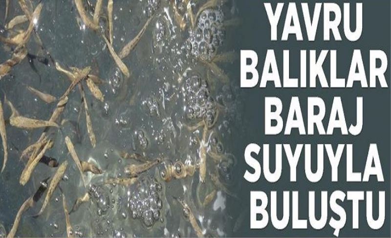 Yavru balıklar baraj suyuyla buluştu