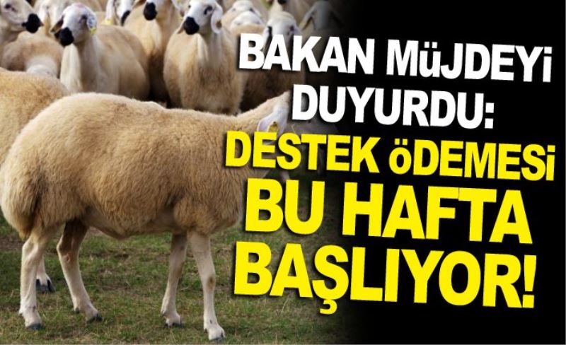 Bakan müjdeyi duyurdu :Destek ödemesi bu hafta başlıyor!