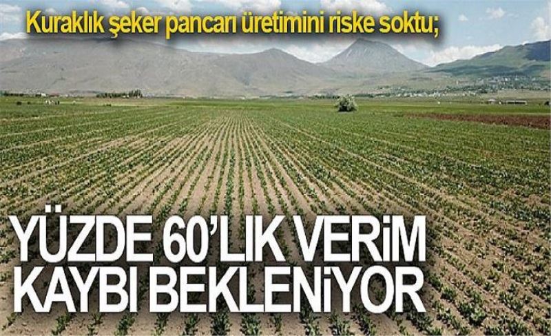 Kuraklık şeker pancarı üretimini riske soktu; Yüzde 60’lık verim kaybı bekleniyor