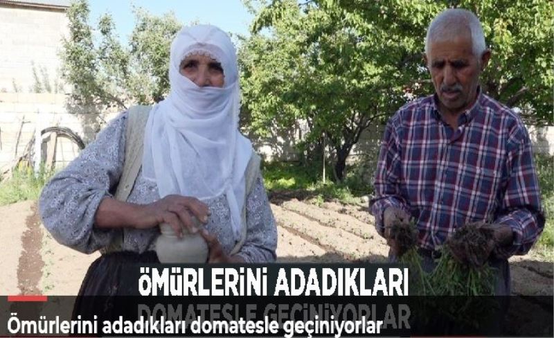 Ömürlerini adadıkları domatesle geçiniyorlar