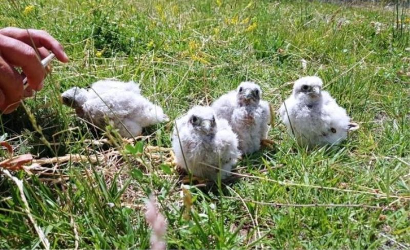 Şahin yavruları tedavi altına alındı