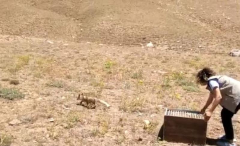 Tedavileri tamamlanan yavru tilkiler doğaya bırakıldı