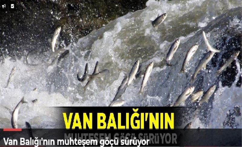 Van Balığı'nın muhteşem göçü sürüyor
