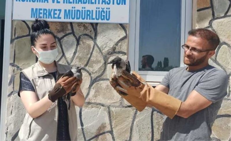 Van’da yaralı kuşlar tedavi altına alındı