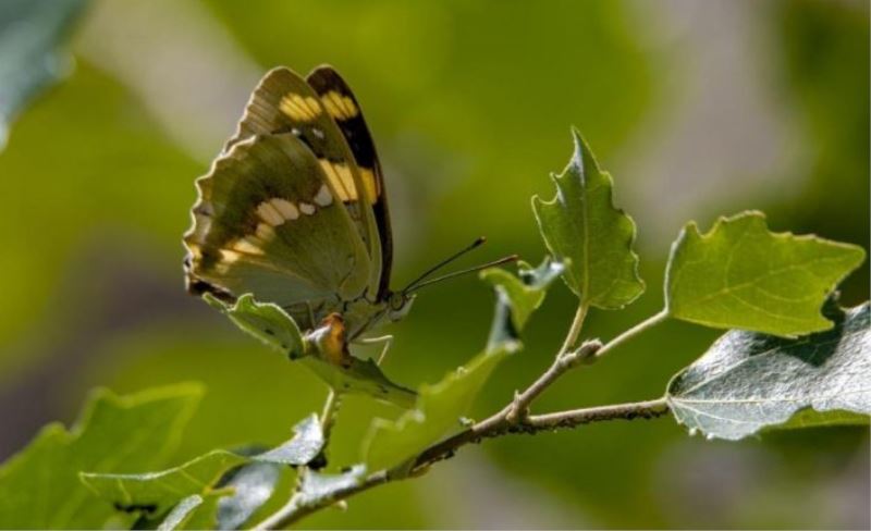 Van’daki kelebekler için kilometrelerce yol kat ediyorlar