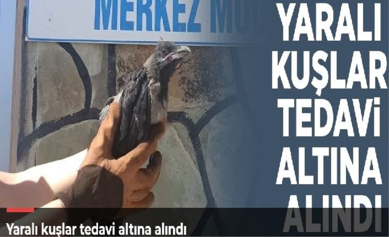 Yaralı kuşlar tedavi altına alındı