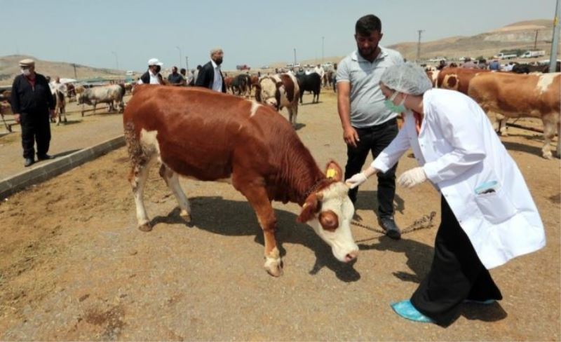 Büyükşehir kurbanlık denetimlerini sıklaştırdı