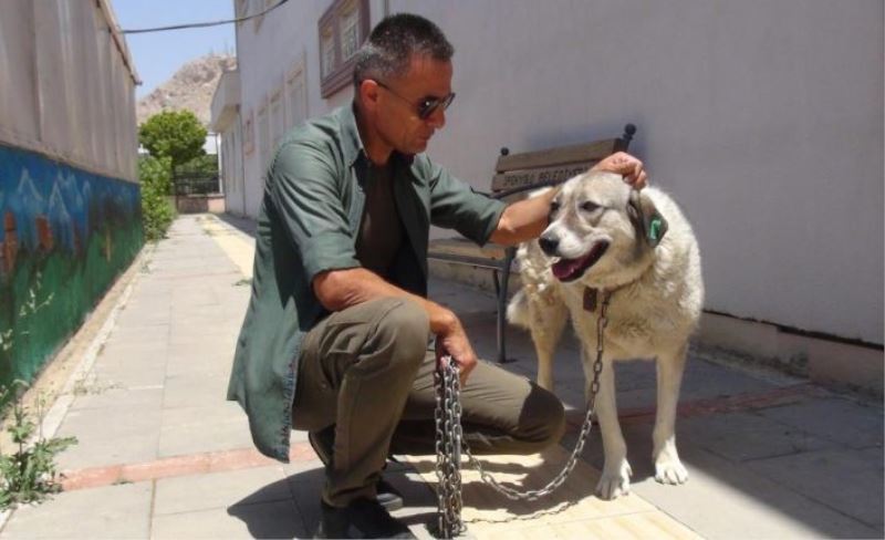 ‘Dost’ ismini verdikleri köpeğe gözü gibi bakıyorlar