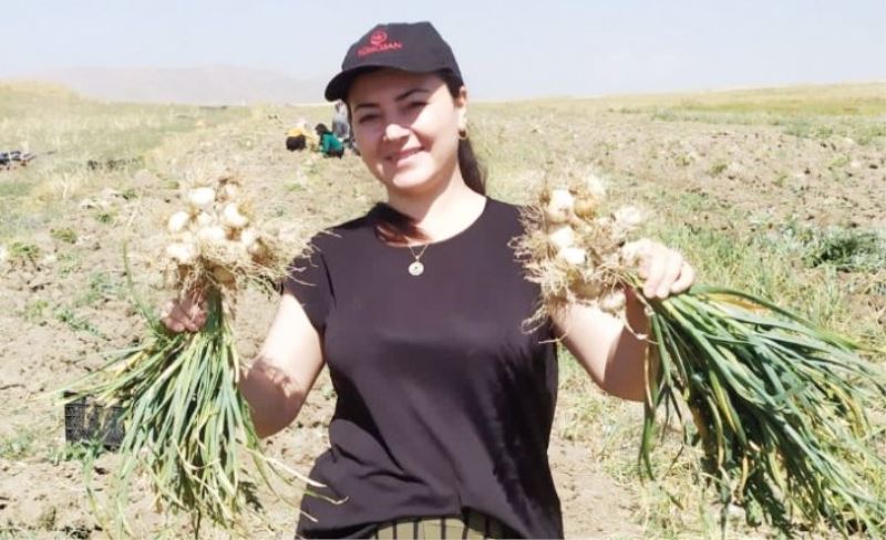 Van'da kimyasal gübre kullanmadan sarımsak üretildi