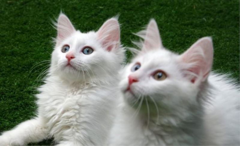 Van kedilerine Anadolu fon müzikleri dinletiliyor