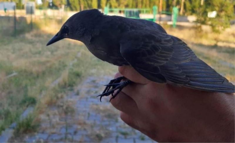 Van’da yaralı kuşlar tedavi altına alındı