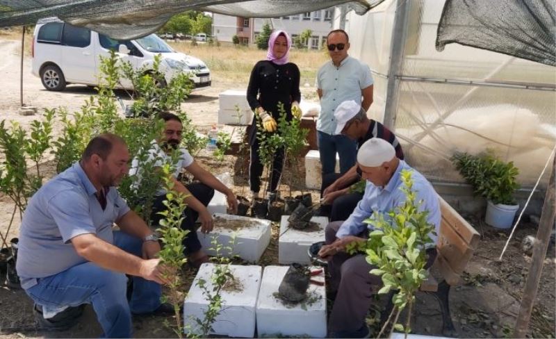 Van’da yerel çeşit aşılama çalışması