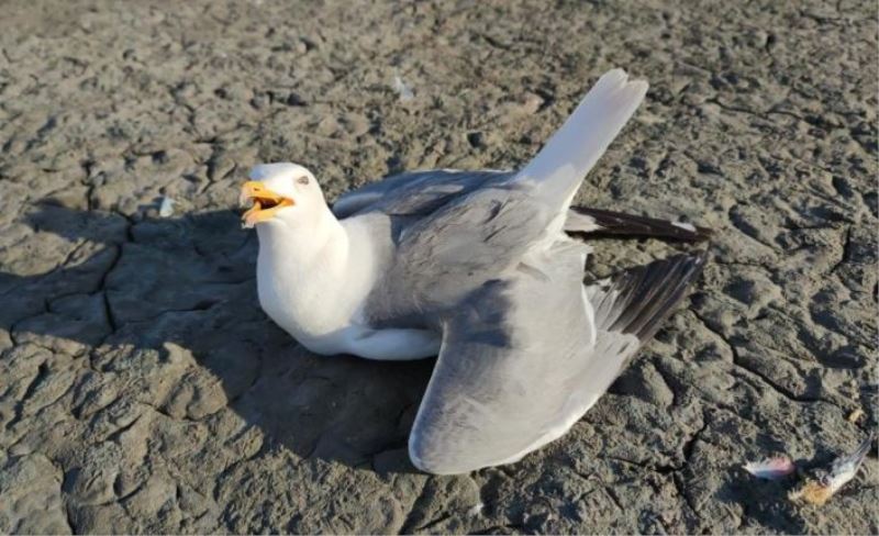 Van’daki martıların ölüm nedeni açlık ve stres...