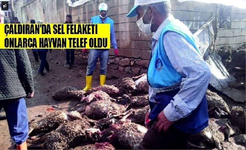 Çaldıran’da sel felaketi, onlarca hayvan telef oldu