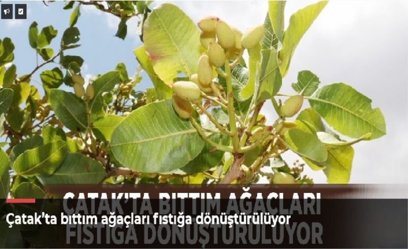 Çatak’ta bıttım ağaçları fıstığa dönüştürülüyor