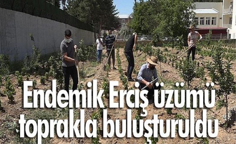 Endemik Erciş üzümü toprakla buluşturuldu