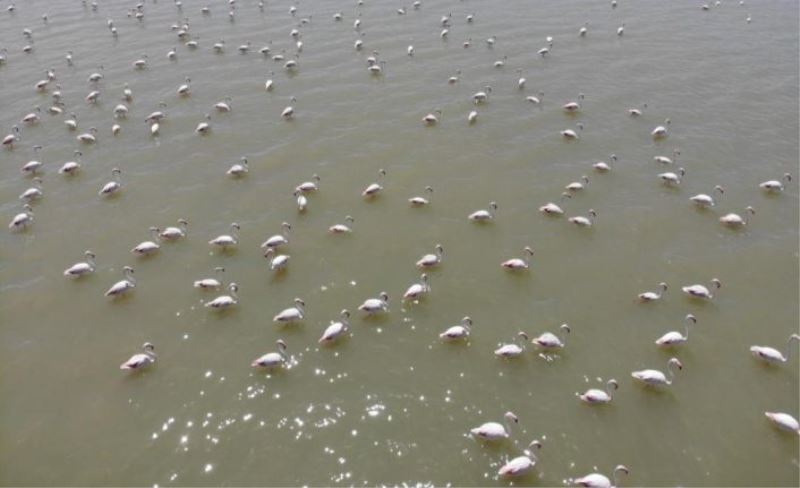 Flamingolar Van Gölü’nde görsel şölen oluşturuyor