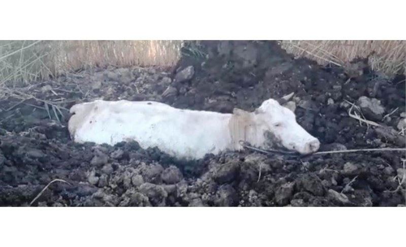 Gevaş’ta bataklığa saplanan inek kurtarıldı