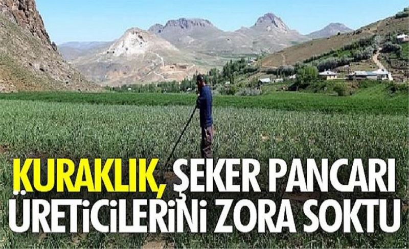 Kuraklık, şeker pancarı üreticilerini zora soktu