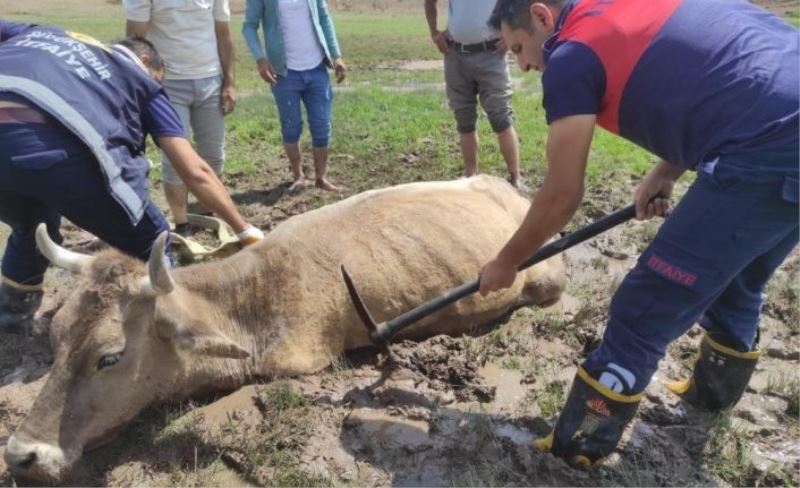 Özalp’ta çamura saplanan büyükbaş hayvan kurtarıldı