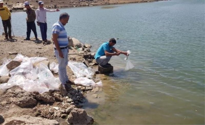 Sarımehmet Barajı'na 260 bin yavru balık bırakıldı