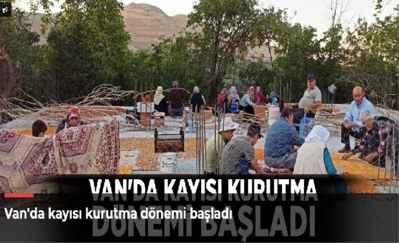 Van'da kayısı kurutma dönemi başladı