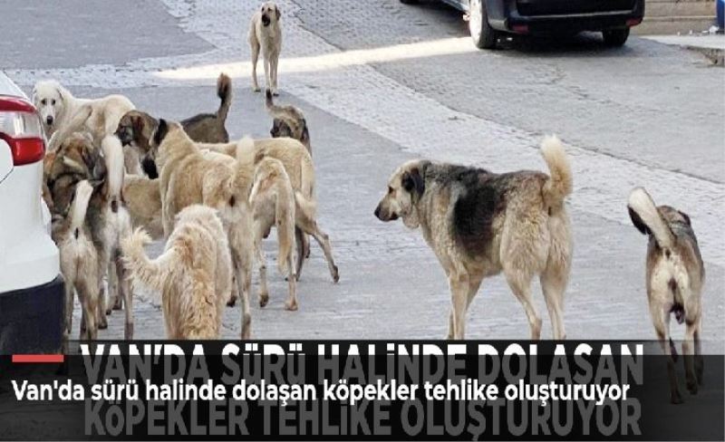 Van'da sürü halinde dolaşan köpekler tehlike oluşturuyor