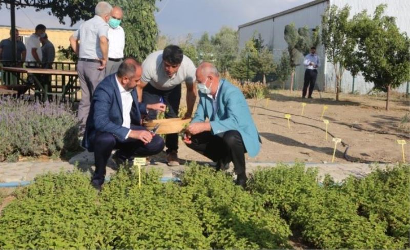 Van Gölü kıyısında tıbbi bitkilerin hasat zamanı geldi