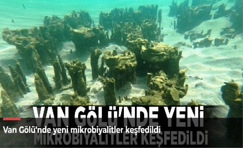 Van Gölü'nde keşfedildi! Dünyanın en büyüğü