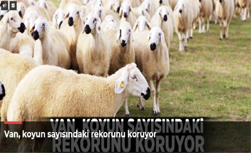 Van, koyun sayısındaki rekorunu koruyor