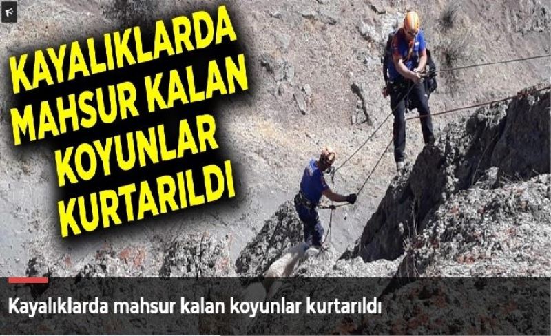 Kayalıklarda mahsur kalan koyunlar kurtarıldı