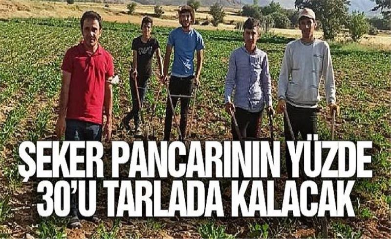 Şeker pancarının yüzde 30’u tarlada kalacak