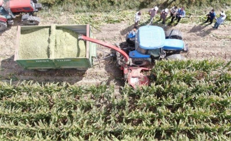 Türkiye’nin en sulak ilçesinde mısır hasadı başladı