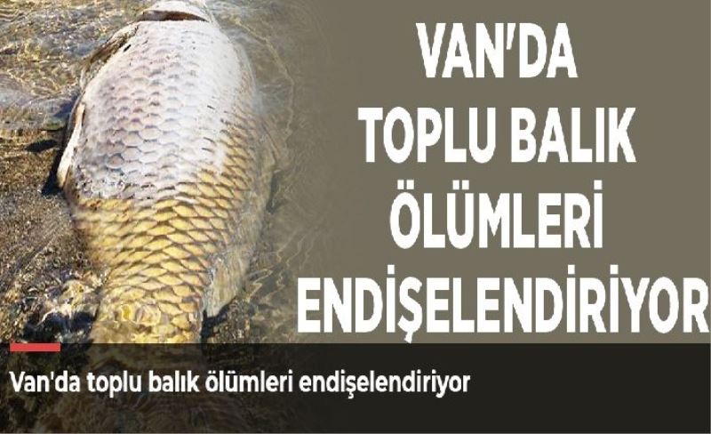 Van'da toplu balık ölümleri endişelendiriyor