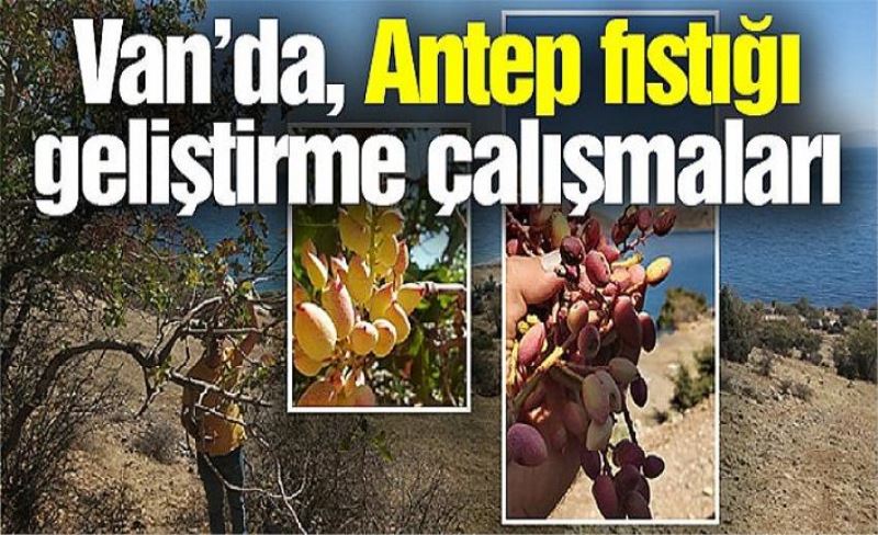 Van’da, Antep fıstığı geliştirme çalışmaları