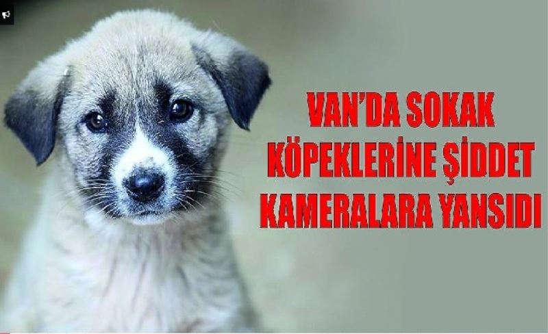 Van’da sokak köpeklerine şiddet kameralara yansıdı